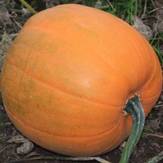 Squash - Pumpkin Jack O Lantern