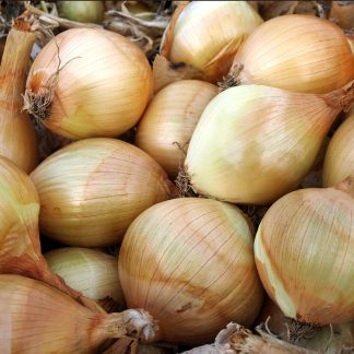 Organic Onion Ailsa Craig