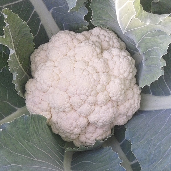 Organic Cauliflower: Neckarperle