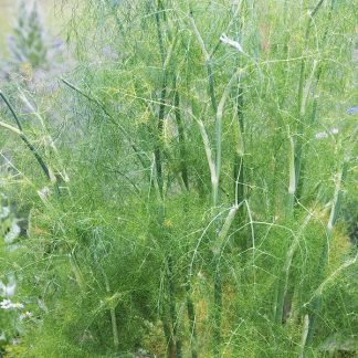 Organic Fennel. Foeniculum vulgare.