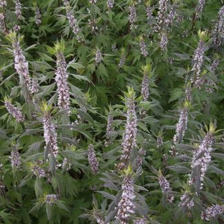 Organic Motherwort. Leonurus cardiaca.