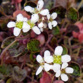 Cochlearia officinalis