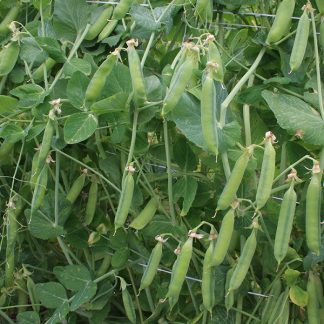 Eerste Vroege Mei - First early may pea