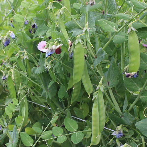 Organic Snow Pea: Grijze Roodbloeiende