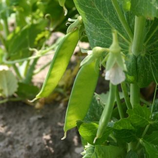 Organic snow pea Norli