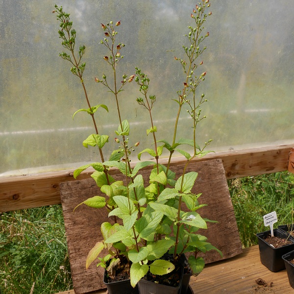 Scrophularia nodosa. Figwort.