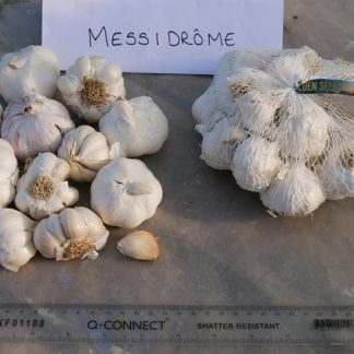 Messidrome garlic