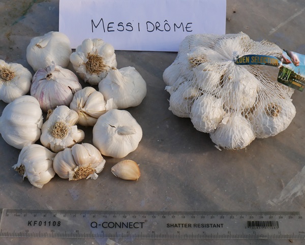 Messidrome garlic