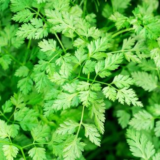 Chervil herb
