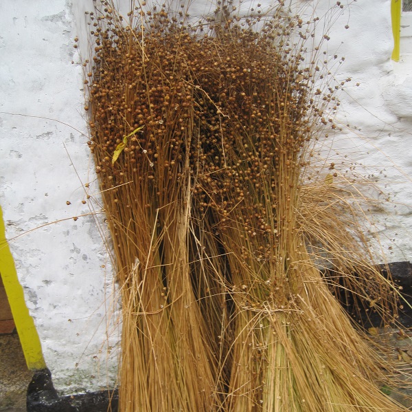 Flax bundles