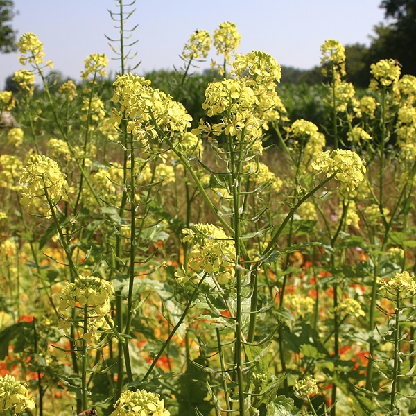 White mustard. Sinapis alba