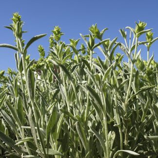 Ironwort