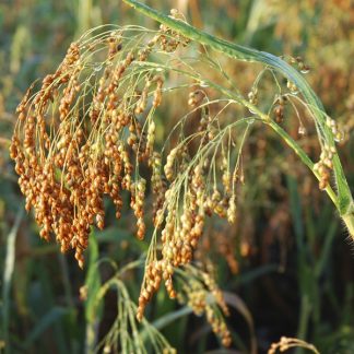 Millet
