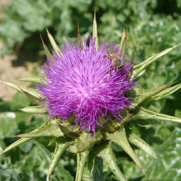 Silybum marianum