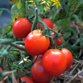 Bush red cherry tomato