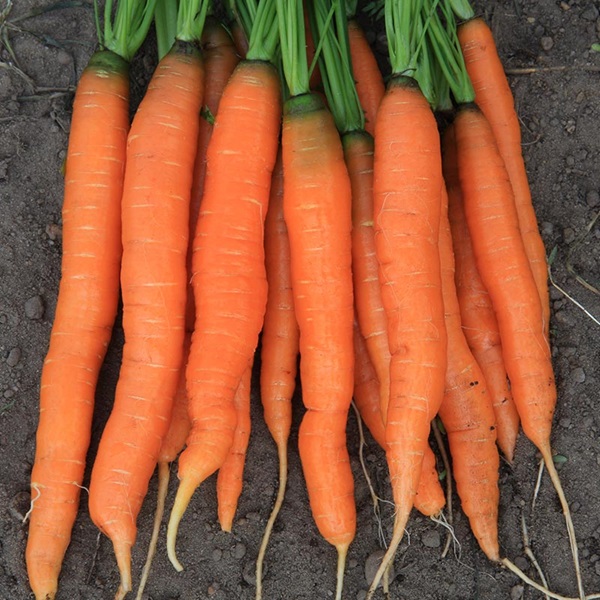 Carrot Amsterdam 2
