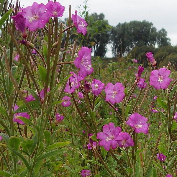 Epilobium hirsutum
