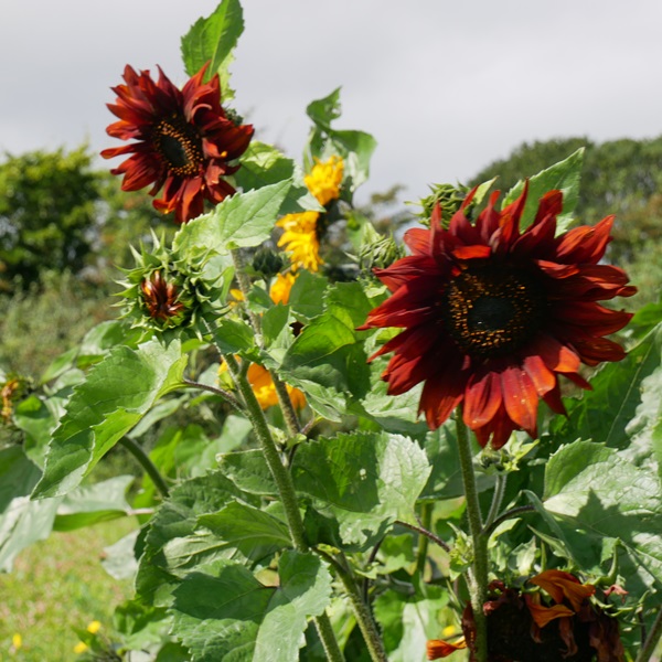 Mixed sunflowers