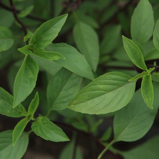 Organic Thai basil