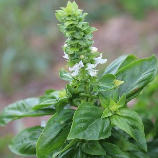 Lemon basil
